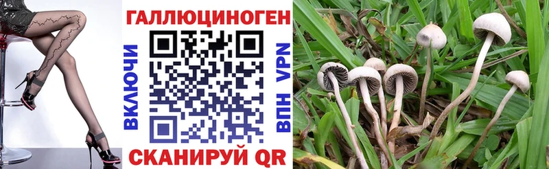 мориарти клад  Новороссийск  Галлюциногенные грибы Psilocybine cubensis 